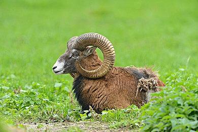 《生化危机4》VR模式现已在PS5上线